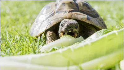 Quelle salade ne faut-il pas donner à une tortue de terre ?