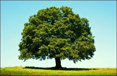 Comment s'appelle l'arbre sur lequel poussent les pommes ?