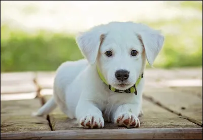 Question principale : aimes-tu les animaux ?