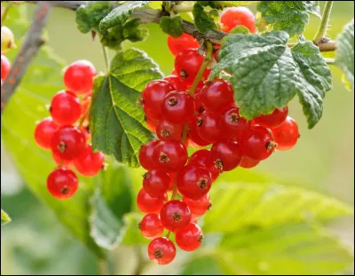 Bonjour ! Commençons par une question assez habituelle : quelle couleur préfères-tu ?