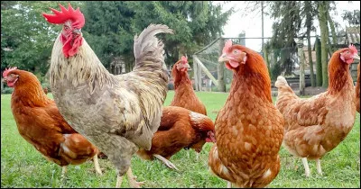 Combien faut-il de coqs pour que 200 poules pondent ?