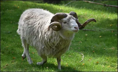 Le bélier est le mâle de quel animal ?