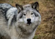 Quiz Le loup, le connais-tu bien ?