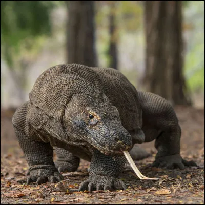 Complétez le nom de cet animal ''Le Dragon de... ''