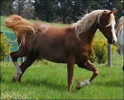 Quelle robe possède ce cheval ?