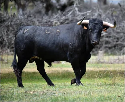 Par quoi prend-on le taureau lorsque l'on se met à résoudre un problème sans même y réfléchir ?