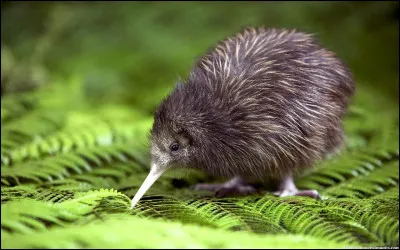 Pour commencer, quel est le nom de cet animal ?