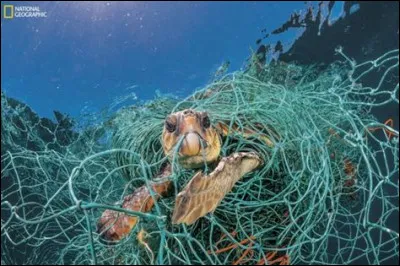 En moyenne, combien pèse une tortue de Kemp ?