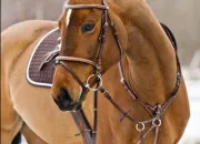 Test Quelle race de cheval es-tu ?