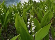 Quiz Les fleurs et les plantes