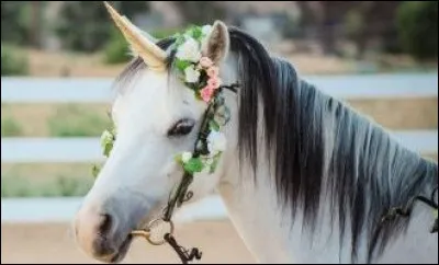 Quel est cet animal déguisé ?