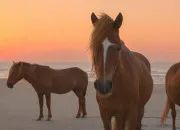 Quiz Les parties du corps des chevaux !