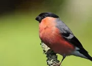 Quiz Les oiseaux