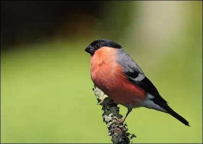 Comment s'appelle cet oiseau ?