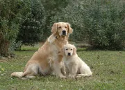 Quiz Le Golden retriever