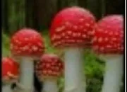 Quiz Champignons toxiques