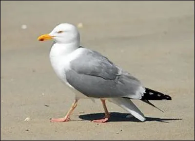 Pour commencer, une très facile : qu'est cet oiseau ?