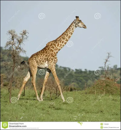 De quelle couleur est la langue d'une girafe ?