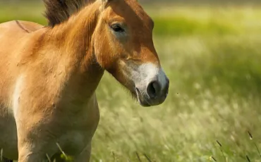 Quiz Chevaux