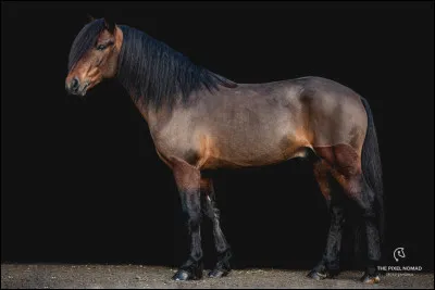 Je suis la race de cheval la plus petite du monde, je suis...