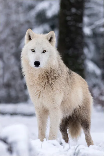 Quel est cet animal ?