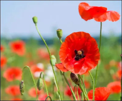 Quel est le nom de cette fleur ?