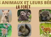 Test Quel animal de la fort es-tu ?