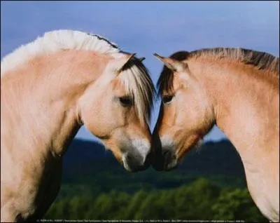 Quelle est la race de ce cheval ?