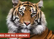 Quiz De quels animaux s'agit-il ?