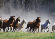 Test Quelle race de cheval est faite pour toi ?