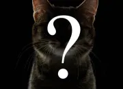 Quiz LGDC - Trouvez le chat mystre ! #1