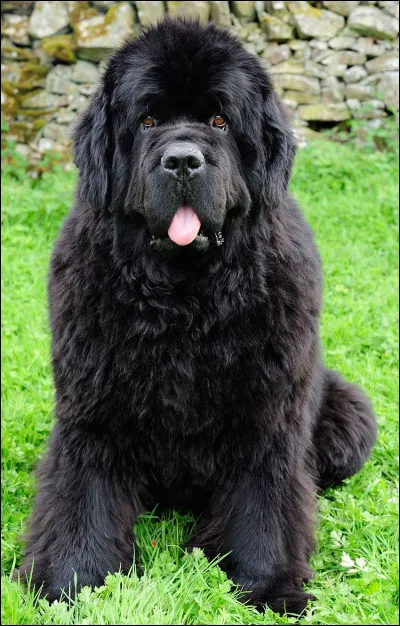 De quelle race est ce chien ?