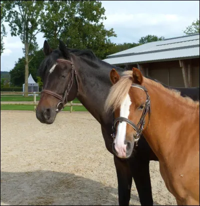 Y a-t-il une réelle différence entre un poney et un cheval ?