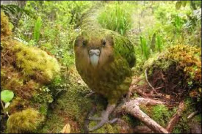 Quel est le nom de cet oiseau ?