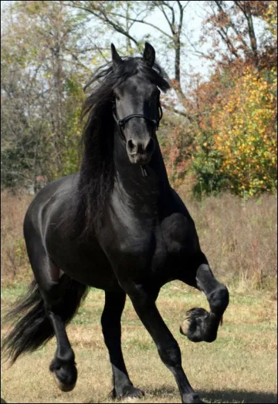 Le frison est un cheval :