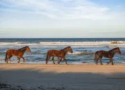 Quiz Connais-tu bien les chevaux et poneys ?