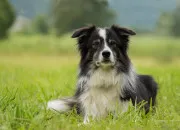 Test Quelle race de chien es-tu ?