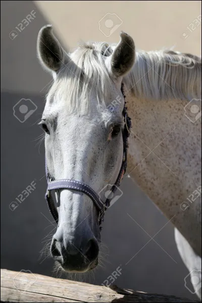 Quelle est la robe du cheval ci-dessus ?