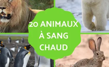 Quiz Animaux