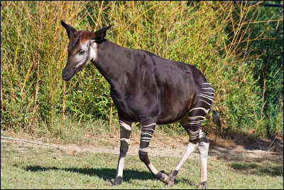 Quel est cet animal ?