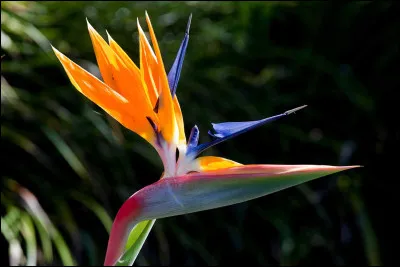 Comment est surnommée le strelitzia, une fleur exotique ?