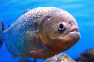 Les piranhas sont-ils tous dangereux ?