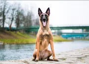 Quiz Le malinois