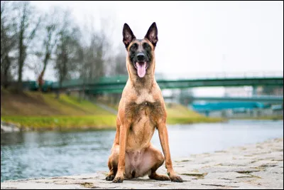 De quel pays est originaire le malinois ?