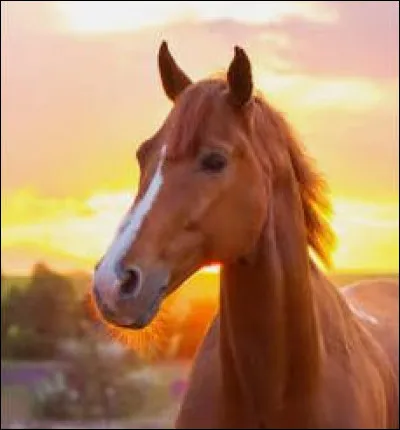 Comment appelle-t-on le "cou" du cheval ?