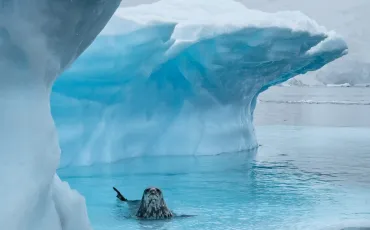 Quiz Animaux