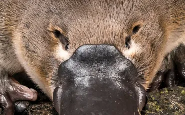 Quiz Animaux bizarres