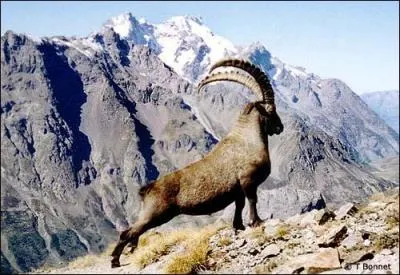 Quelle est la diffrence entre un chamois et un bouquetin ?