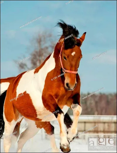 Quelle est cette race de cheval ?