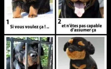 Quiz Chiens